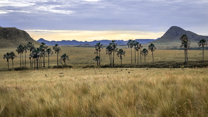 The Cerrado region, which once covered a quarter of Brazil, loses an area the size of London every two months